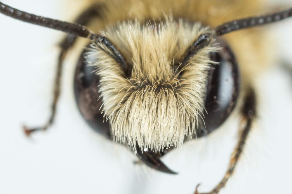  Hoplitis cristatula (van der Zanden, 1990)