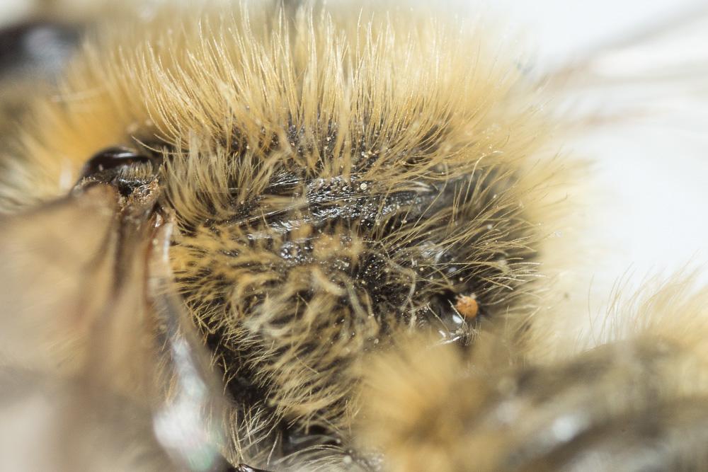 Hoplitis cristatula (van der Zanden, 1990)