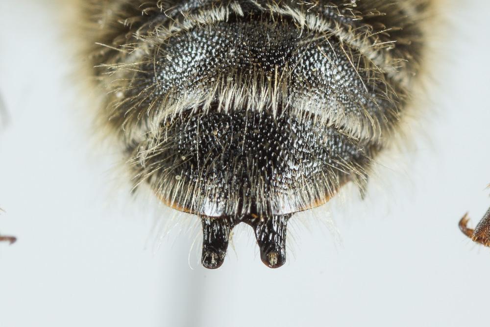 Hoplitis cristatula (van der Zanden, 1990)