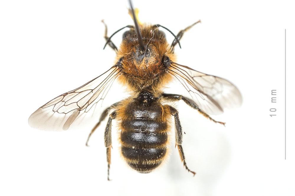  Hoplitis tridentata (Dufour & Perris, 1840)