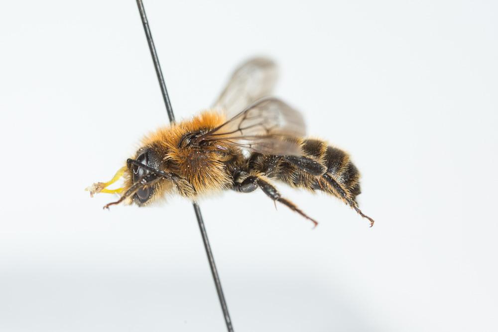 Hoplitis tridentata (Dufour & Perris, 1840)