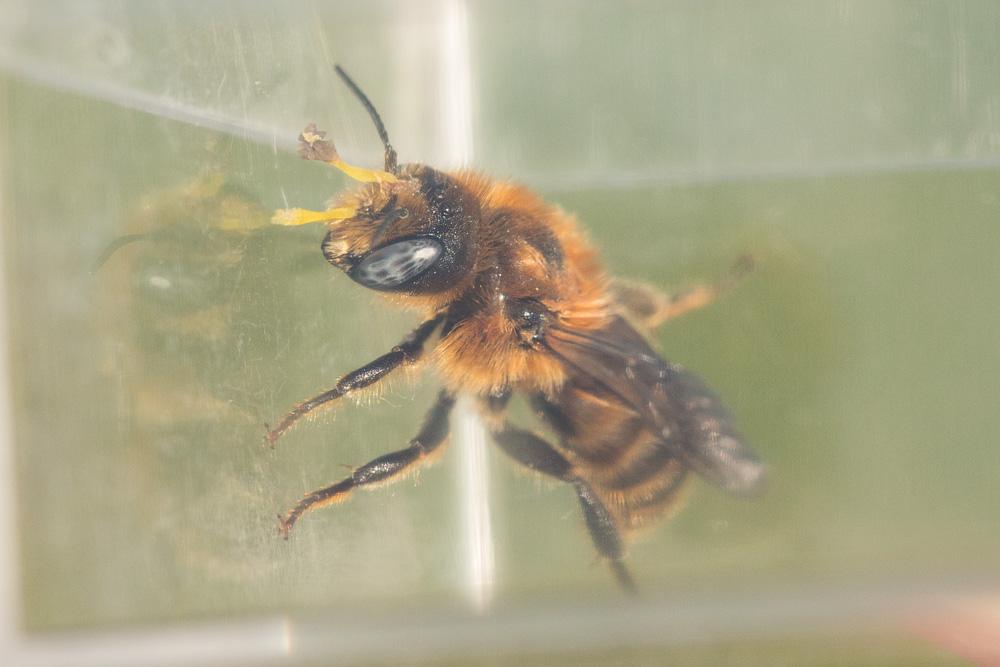  Hoplitis tridentata (Dufour & Perris, 1840)