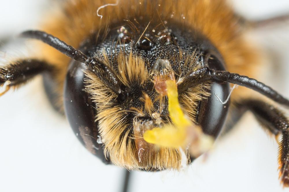  Hoplitis tridentata (Dufour & Perris, 1840)