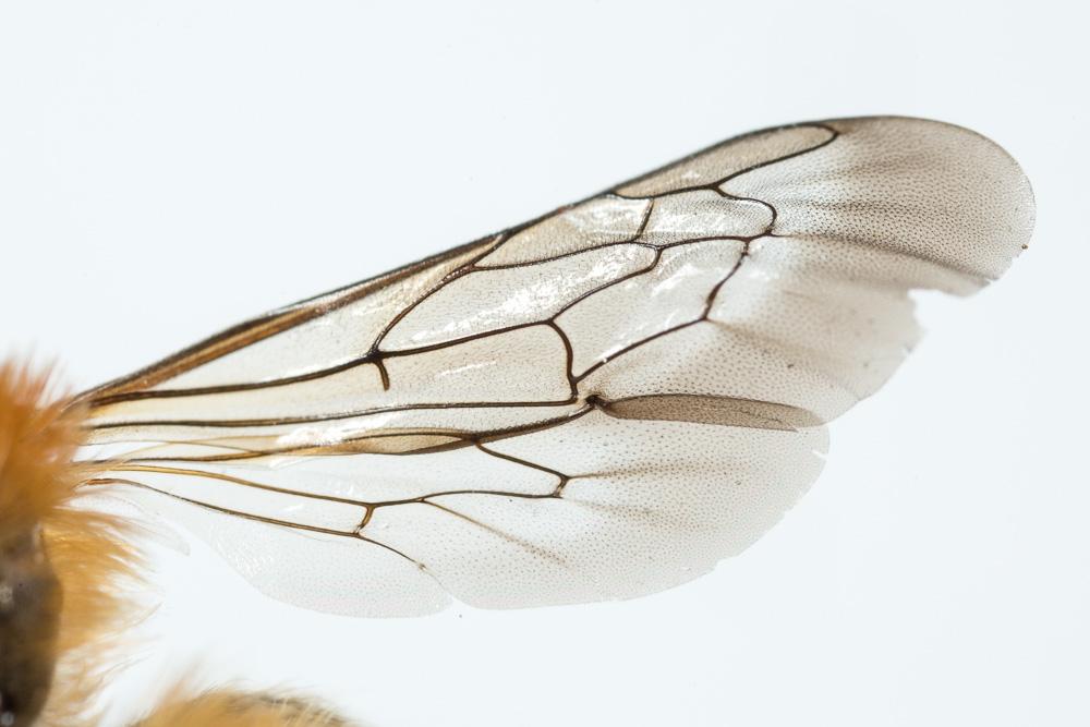  Hoplitis tridentata (Dufour & Perris, 1840)