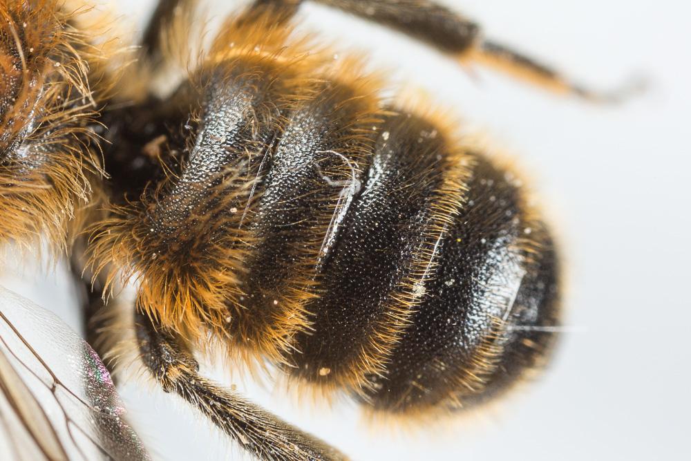  Hoplitis tridentata (Dufour & Perris, 1840)