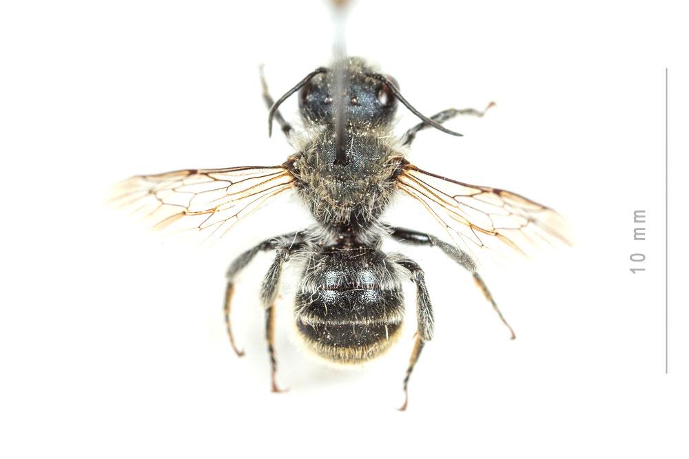  Osmia aurulenta (Panzer, 1799)