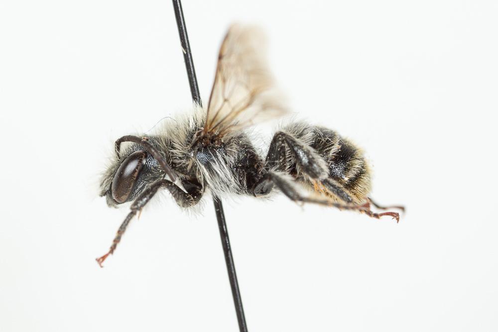  Osmia aurulenta (Panzer, 1799)