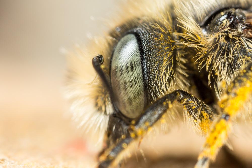  Osmia aurulenta (Panzer, 1799)