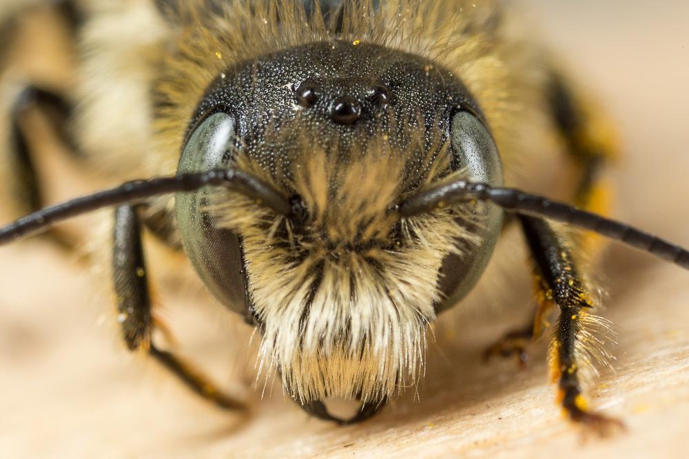  Osmia aurulenta (Panzer, 1799)