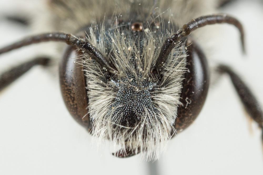 Osmia aurulenta (Panzer, 1799)