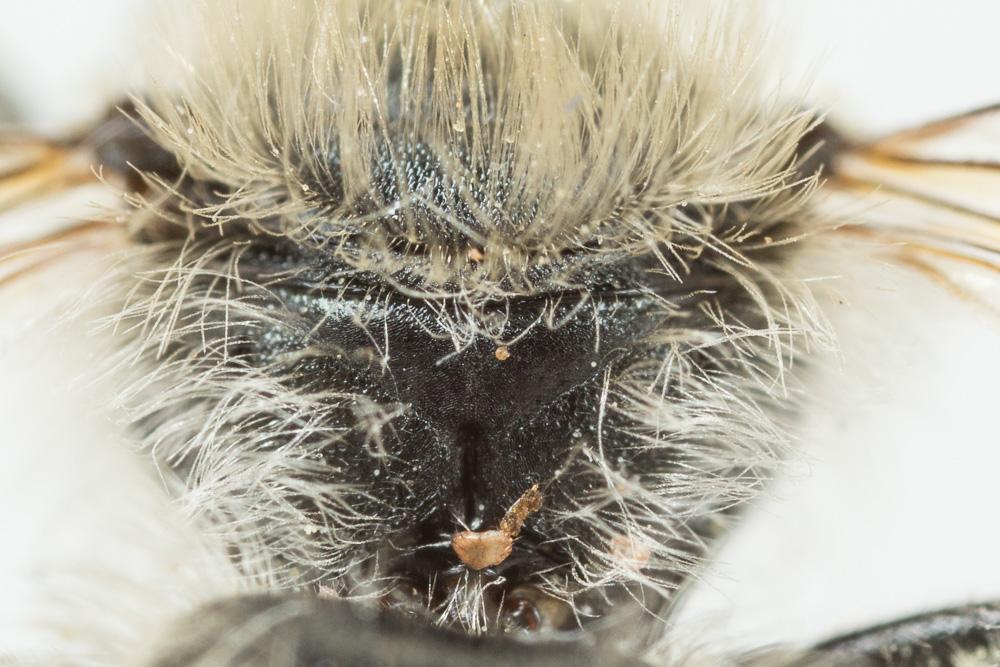  Osmia aurulenta (Panzer, 1799)