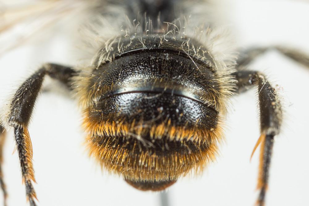  Osmia aurulenta (Panzer, 1799)
