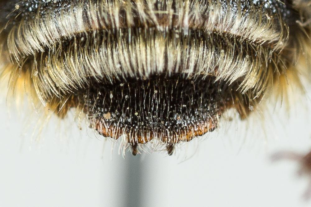  Osmia aurulenta (Panzer, 1799)