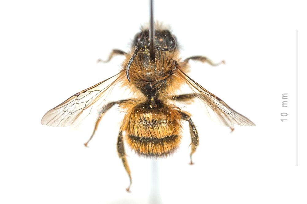 Osmie rousse Osmia bicornis (Linnaeus, 1758)