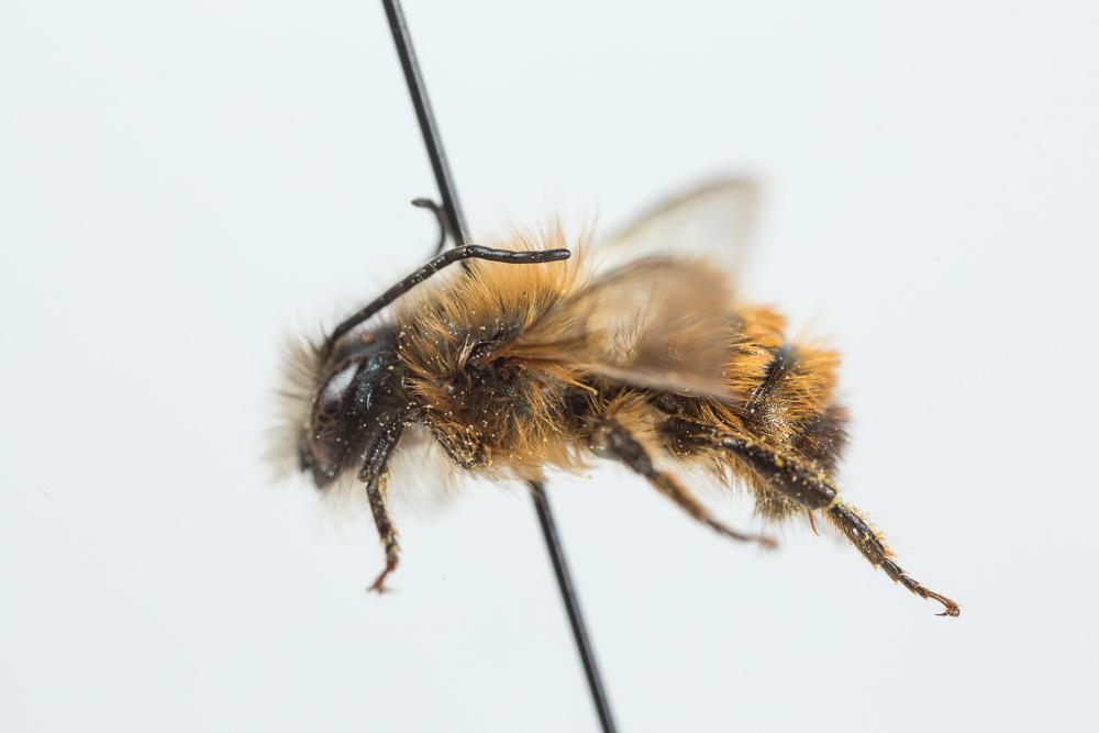 Osmie rousse Osmia bicornis (Linnaeus, 1758)