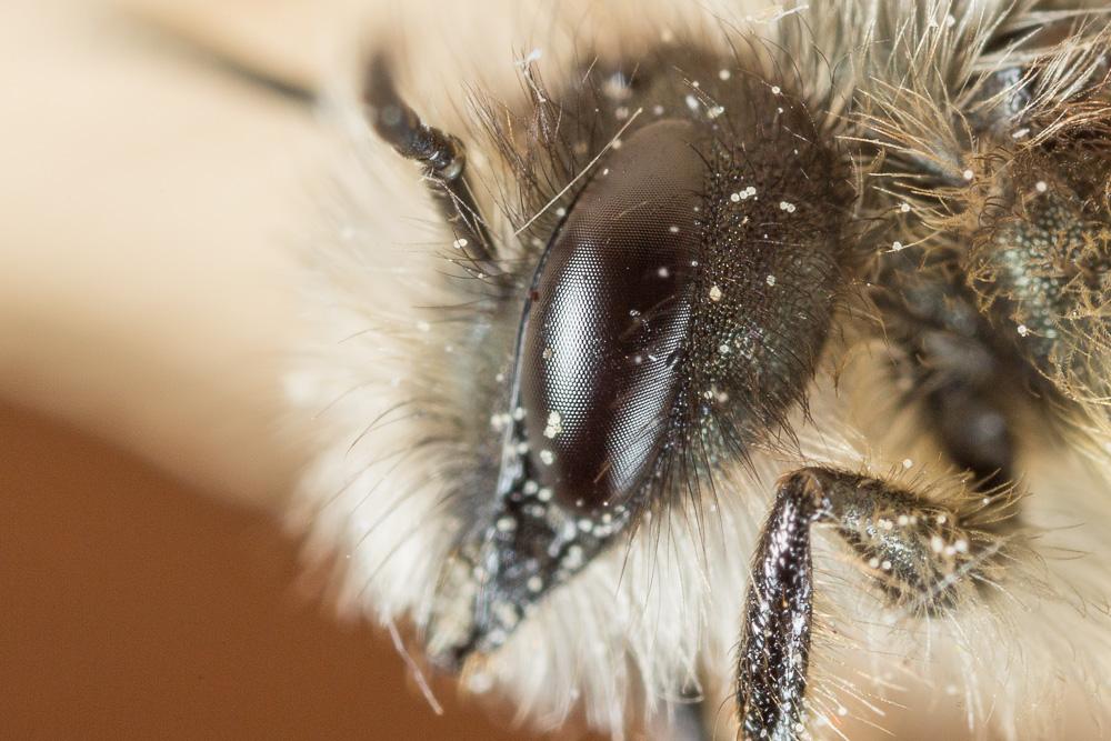 Osmie rousse Osmia bicornis (Linnaeus, 1758)