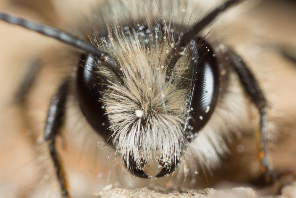 Osmie rousse Osmia bicornis (Linnaeus, 1758)