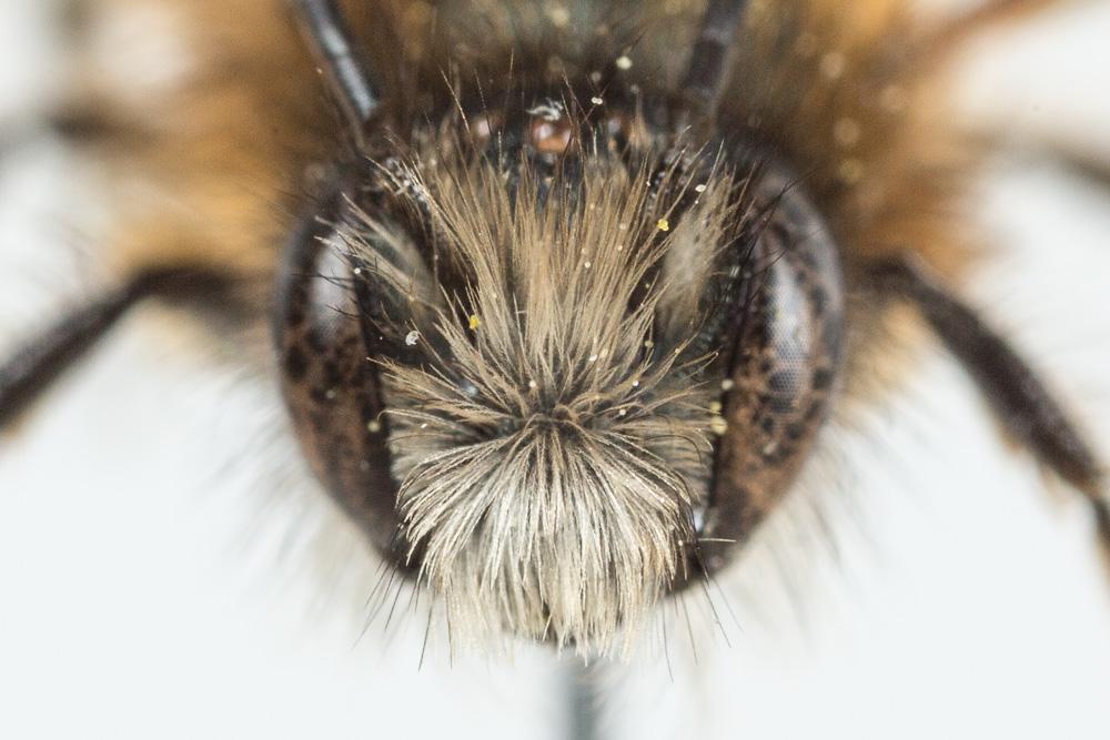 Osmie rousse Osmia bicornis (Linnaeus, 1758)