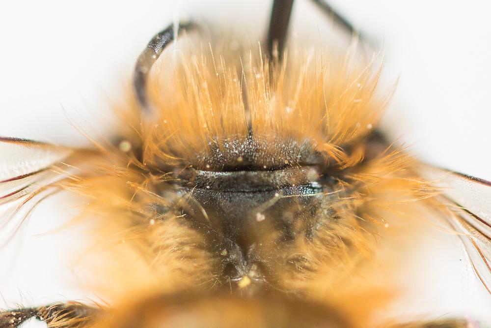 Osmie rousse Osmia bicornis (Linnaeus, 1758)