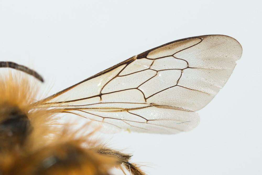 Osmie rousse Osmia bicornis (Linnaeus, 1758)