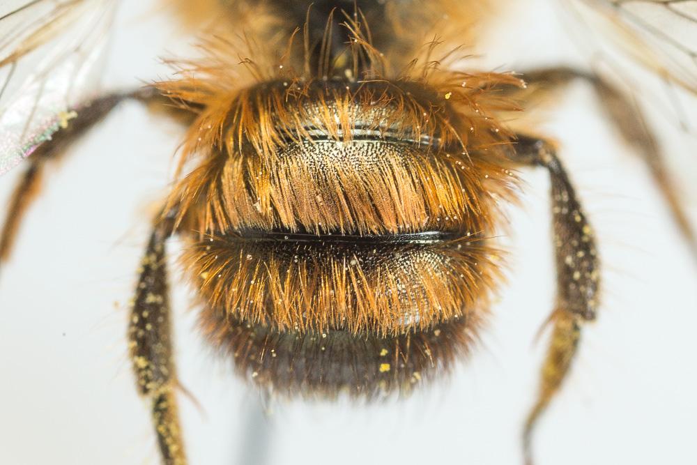 Osmie rousse Osmia bicornis (Linnaeus, 1758)