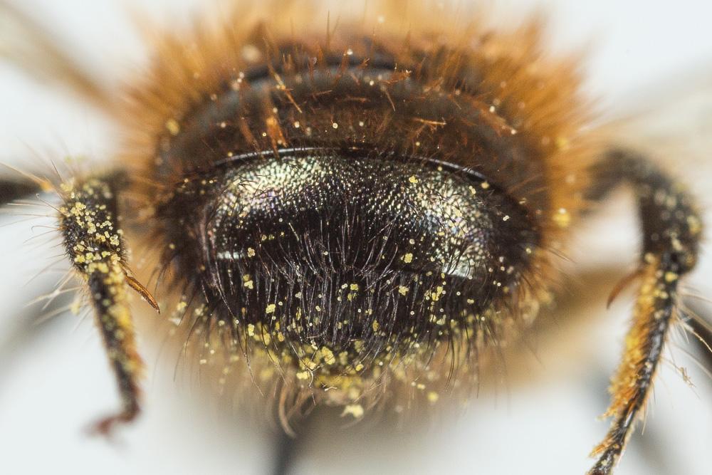Osmie rousse Osmia bicornis (Linnaeus, 1758)