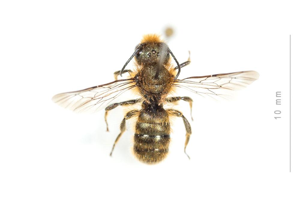 Osmia brevicornis (Fabricius, 1798)