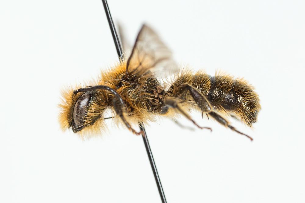  Osmia brevicornis (Fabricius, 1798)