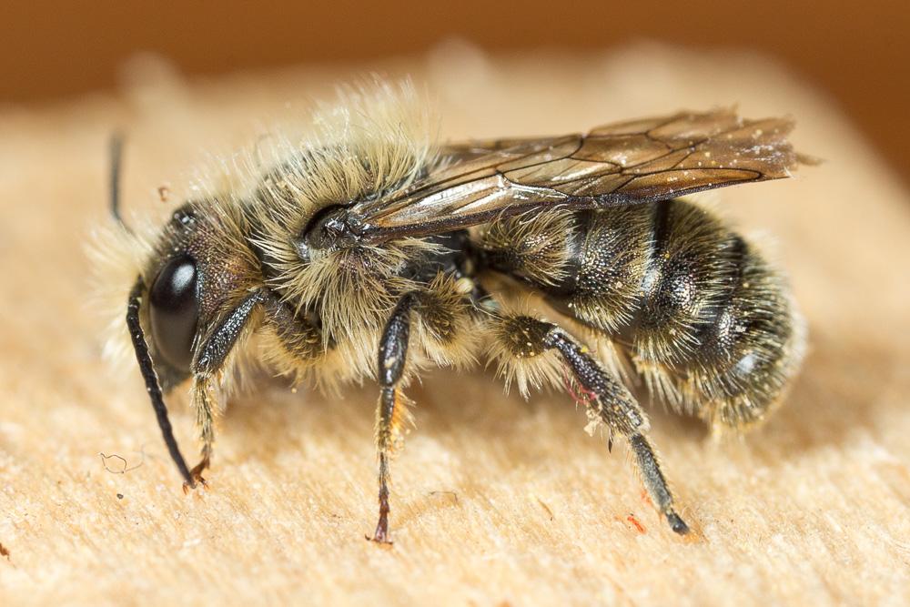  Osmia brevicornis (Fabricius, 1798)