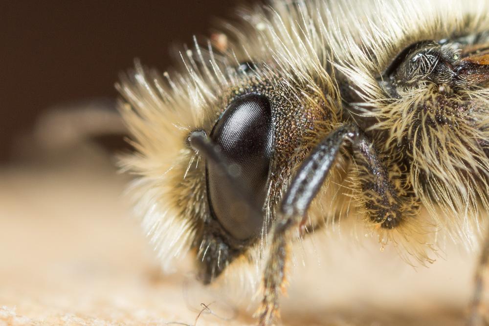  Osmia brevicornis (Fabricius, 1798)