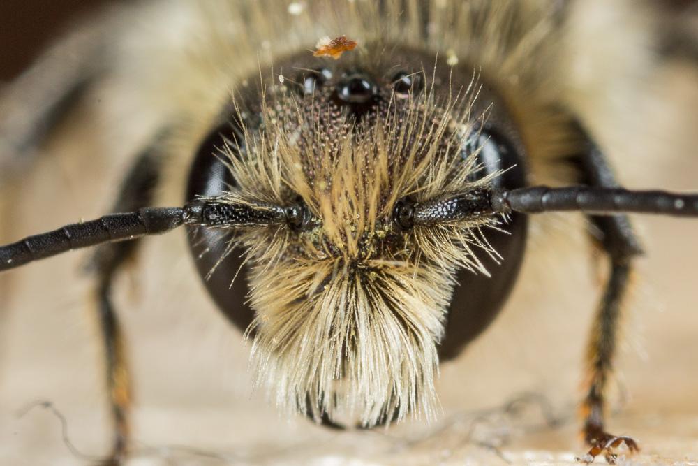 Osmia brevicornis (Fabricius, 1798)