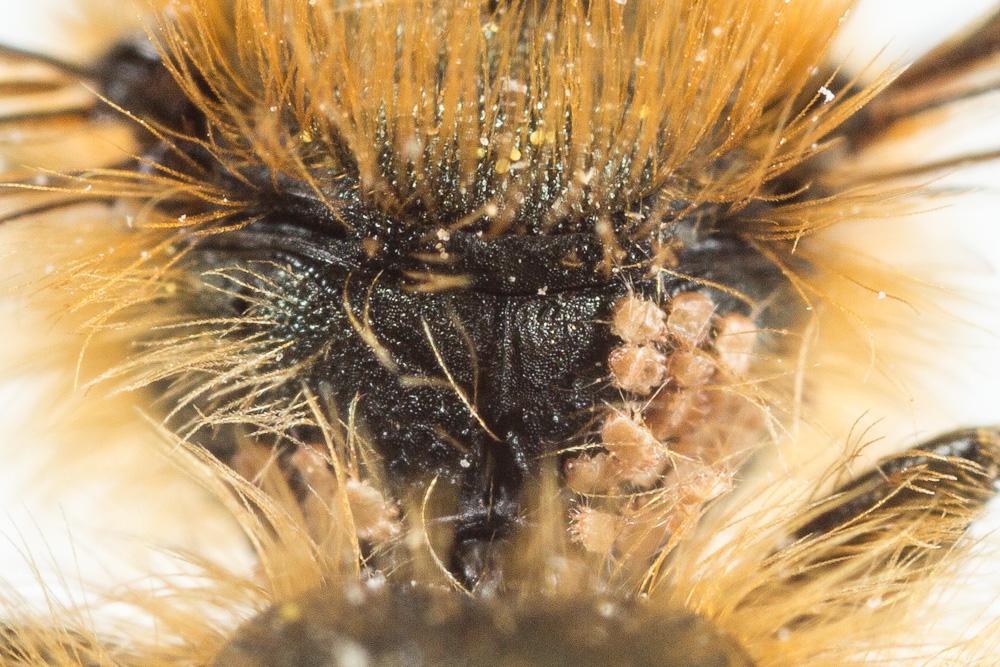 Osmia brevicornis (Fabricius, 1798)