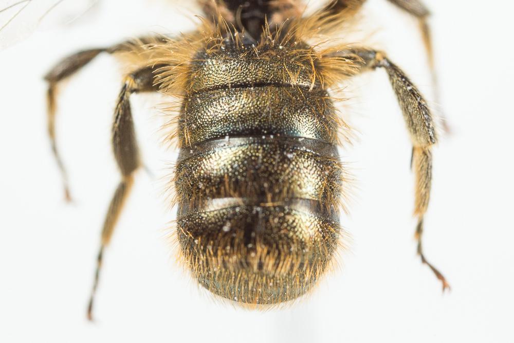  Osmia brevicornis (Fabricius, 1798)