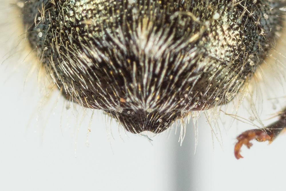  Osmia brevicornis (Fabricius, 1798)