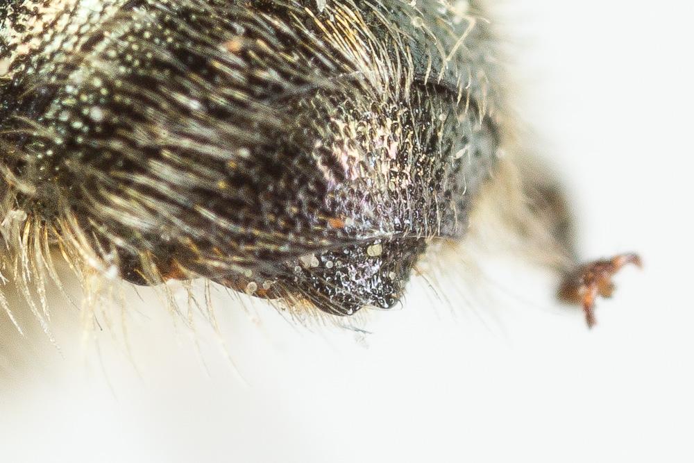  Osmia brevicornis (Fabricius, 1798)