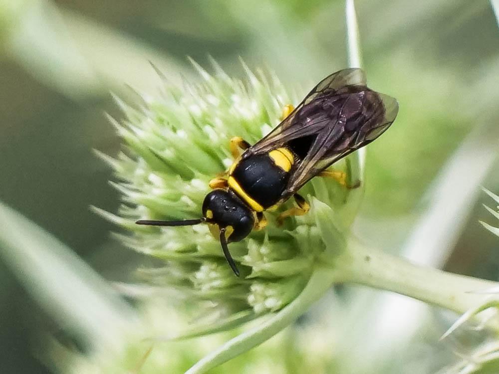  Hylaeus pictus (Smith, 1853)