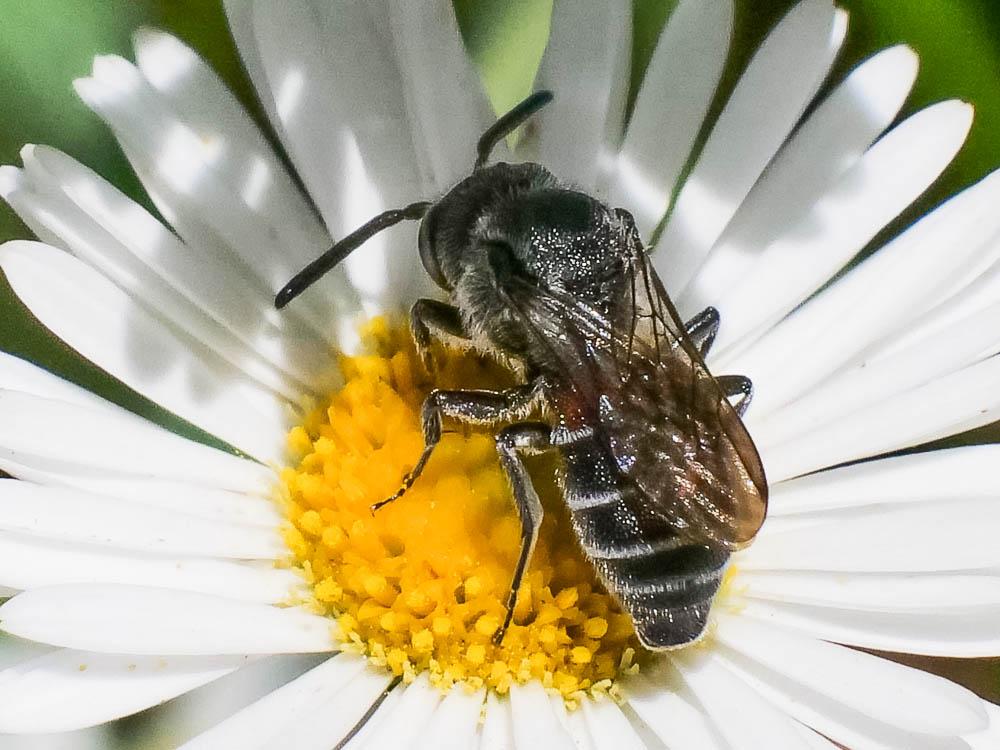  Dioxys cinctus (Jurine, 1807)