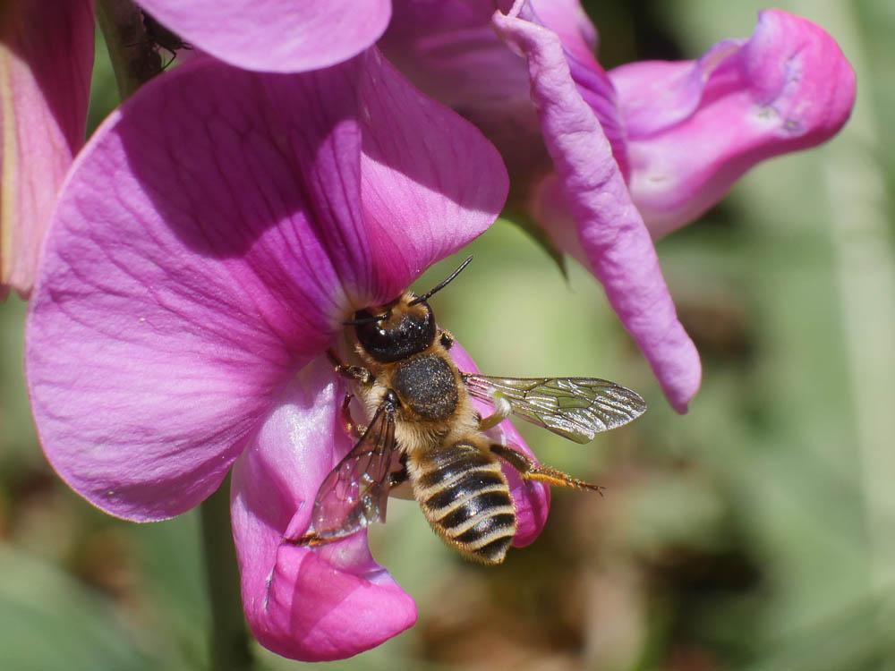 Megachile ericetorum Lepeletier, 1841