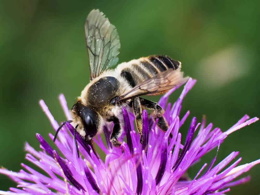  Megachile maritima (Kirby, 1802)