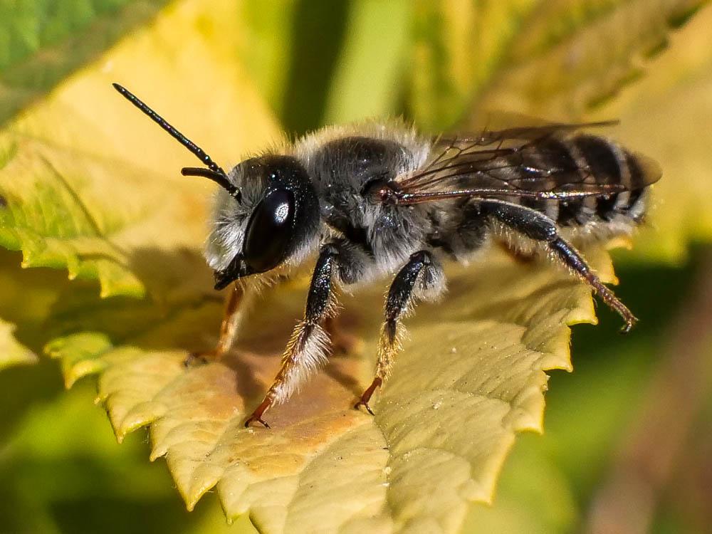  Megachile ericetorum Lepeletier, 1841