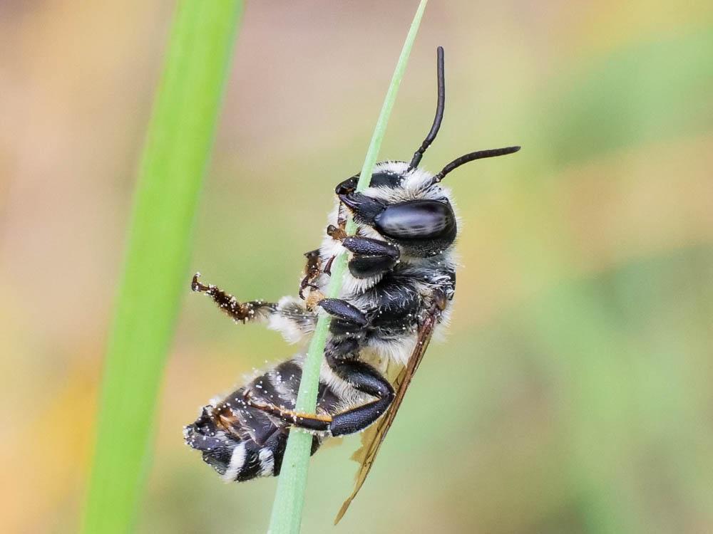  Megachile albisecta (Klug, 1817)