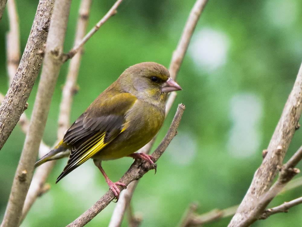 Verdier d'Europe Carduelis chloris (Linnaeus, 1758)