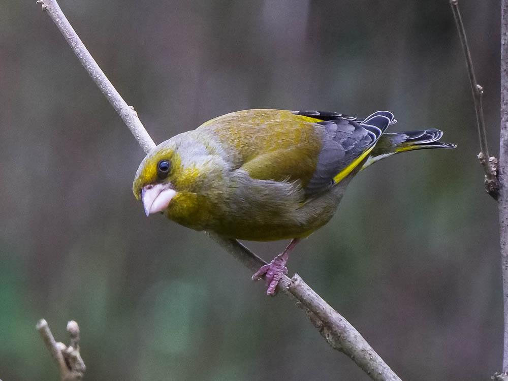 Verdier d'Europe Carduelis chloris (Linnaeus, 1758)