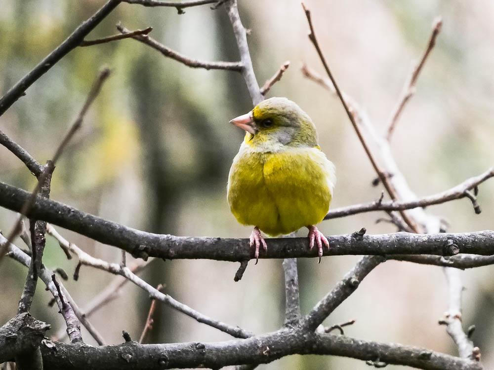 Verdier d'Europe Carduelis chloris (Linnaeus, 1758)