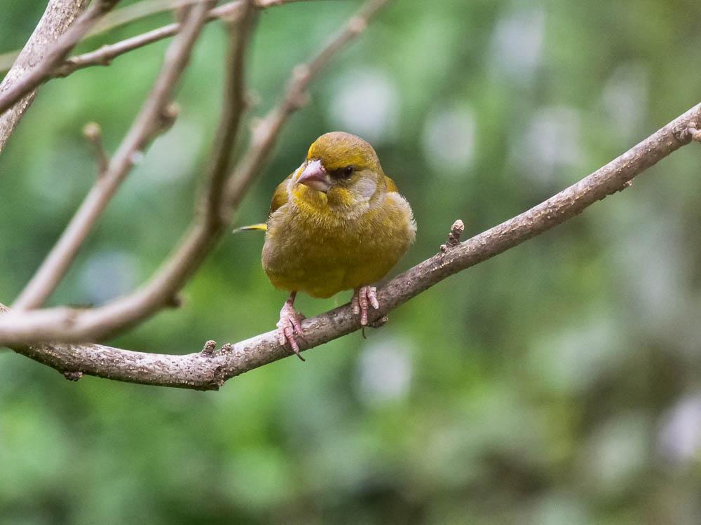 Verdier d'Europe Carduelis chloris (Linnaeus, 1758)