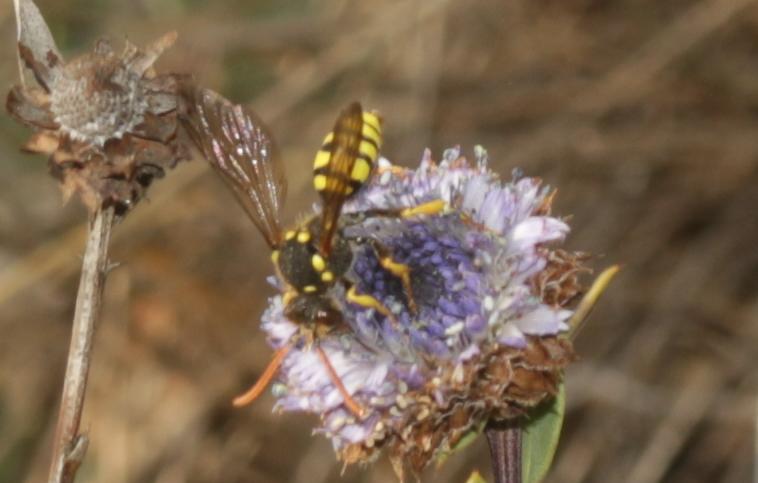  Nomada Scopoli, 1770