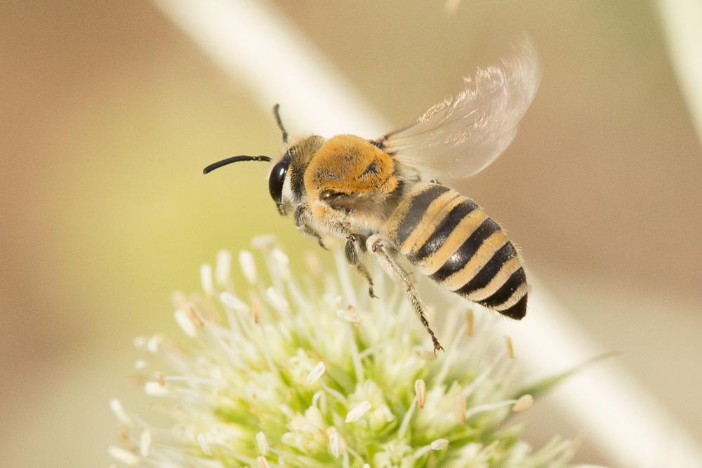  Colletes hylaeiformis Eversmann, 1852