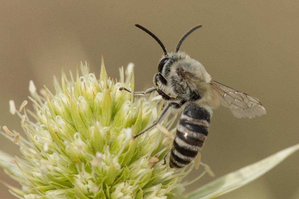  Colletes hylaeiformis Eversmann, 1852