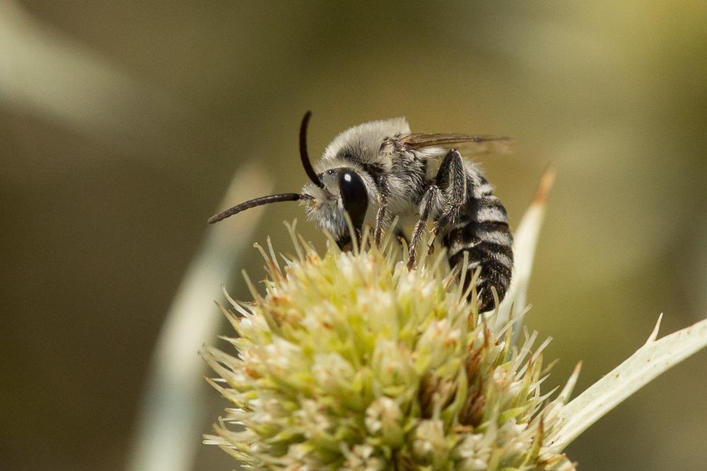 Colletes ligatus Erichson, 1835