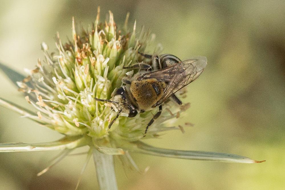 Colletes hylaeiformis Eversmann, 1852